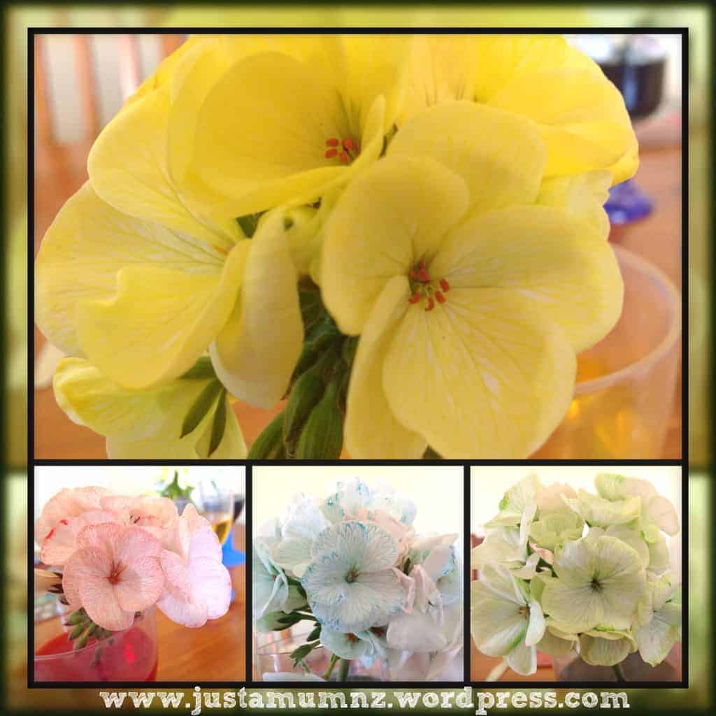 Coloured Flowers up close