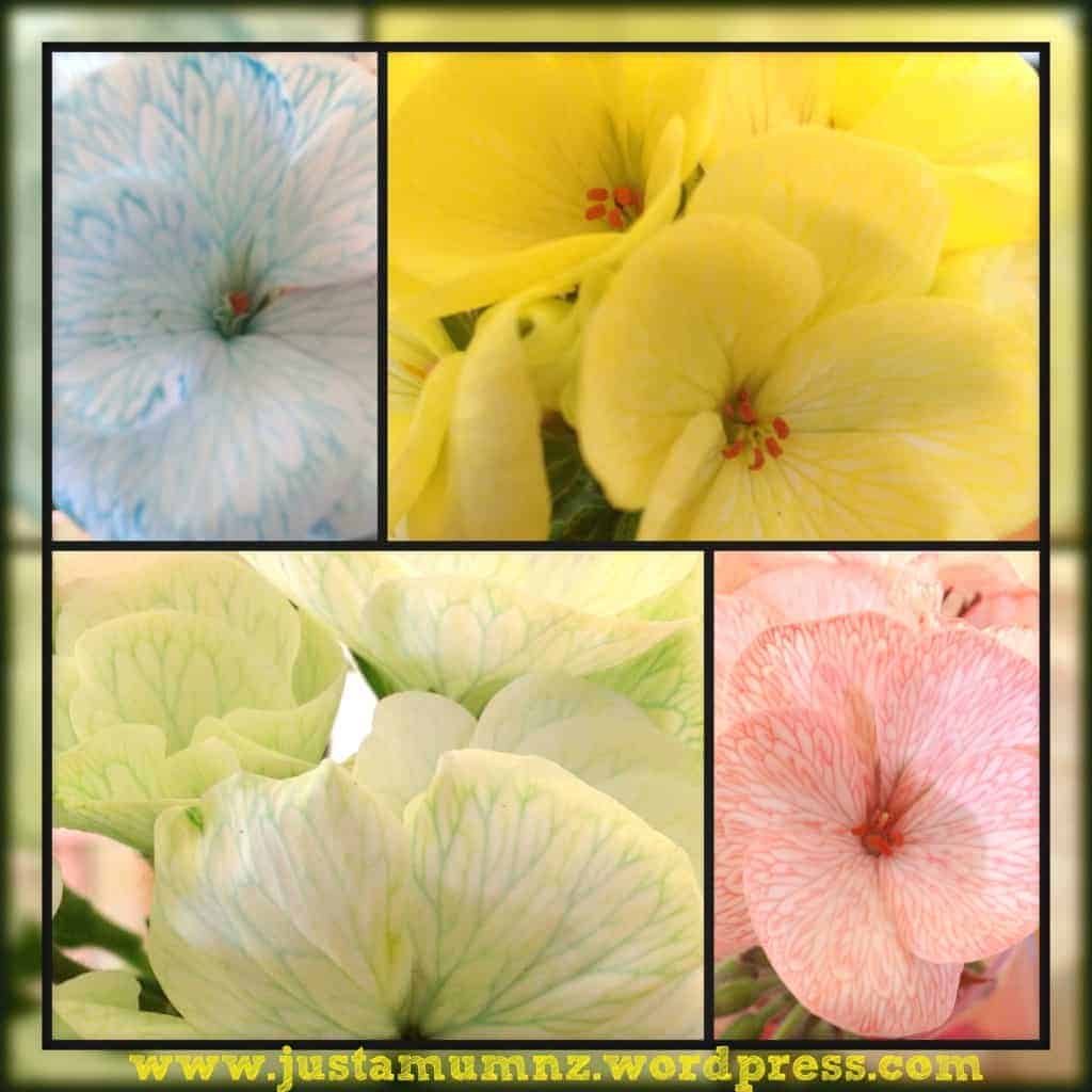 Magical Coloured Flowers