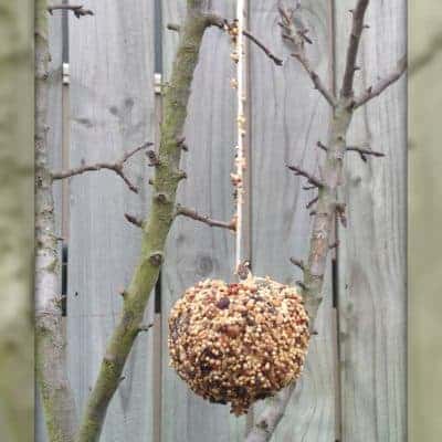 Pinecone Birdfeeder