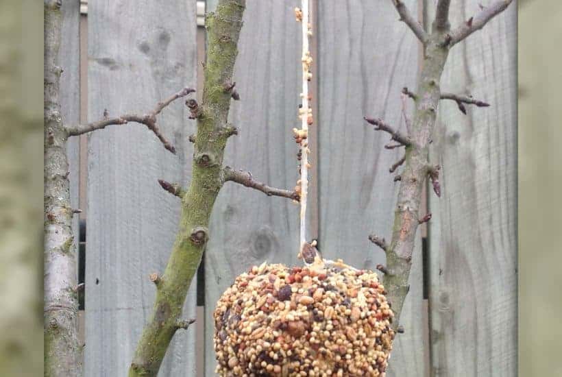 Pinecone Birdfeeder